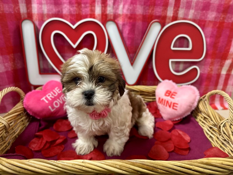 Teddy Bear - 7518 Image #1