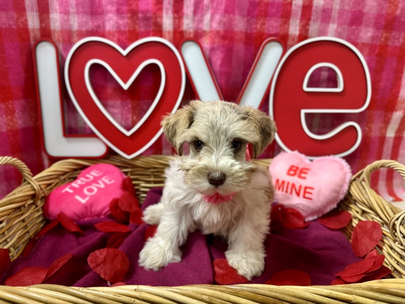 Min Schnauzer - 7515 Image #1