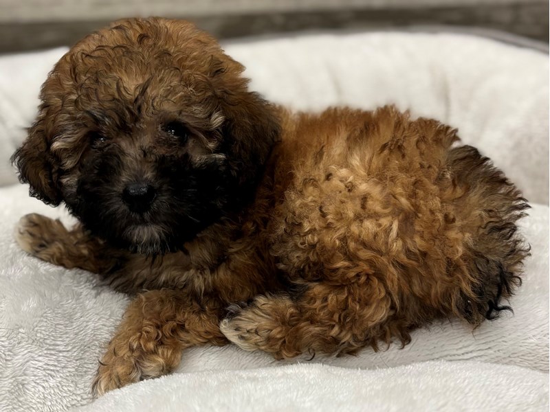 Miniature Poodle - 10444 Image #1
