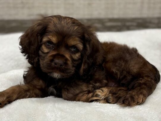 [#10445] Chocolate Sable Male Cocker Spaniel Puppies for Sale