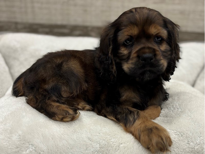 Cocker Spaniel - 10446 Image #1