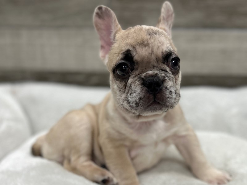French Bulldog - 10451 Image #1