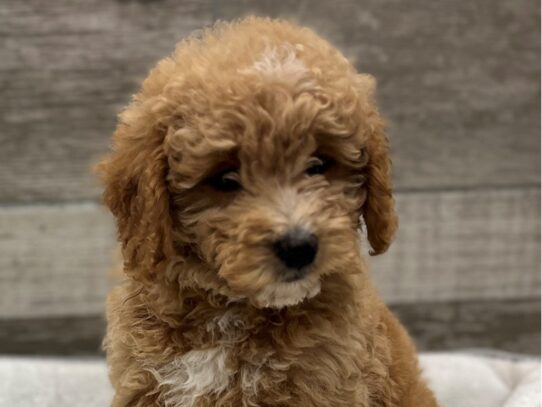 [#10454] Gold Male Miniature Goldendoodle Puppies for Sale