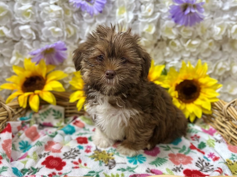Shorkie - 7521 Image #1