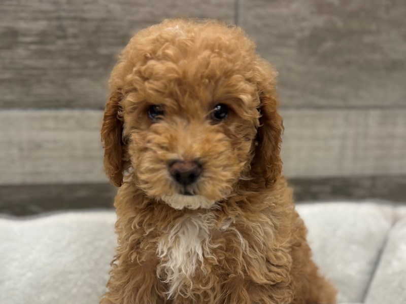 Miniature Goldendoodle - 10456 Image #1