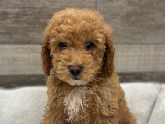 [#10456] Gold Male Miniature Goldendoodle Puppies for Sale