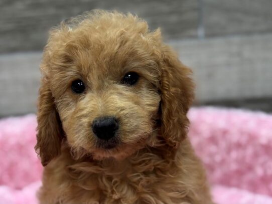 [#10455] Gold Female Miniature Goldendoodle Puppies for Sale