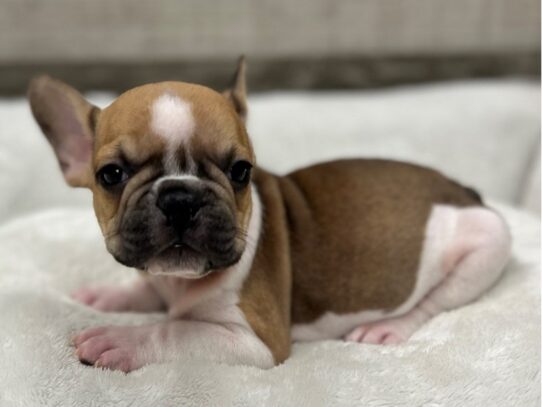 [#10452] Fawn White & Black Male French Bulldog Puppies for Sale
