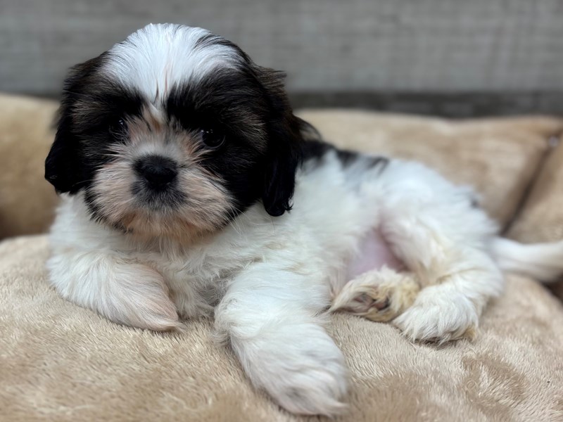 Shih Tzu - 10460 Image #1