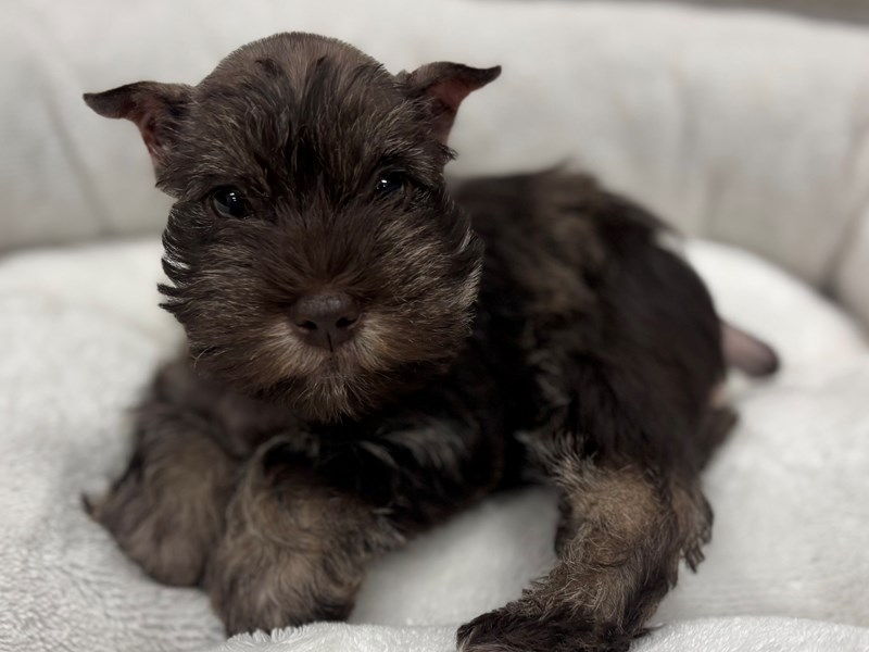 Confetti Schnauzer - 10464 Image #1