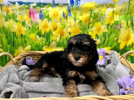 [#7531] blk & tn Male Miniature Goldendoodle Puppies for Sale