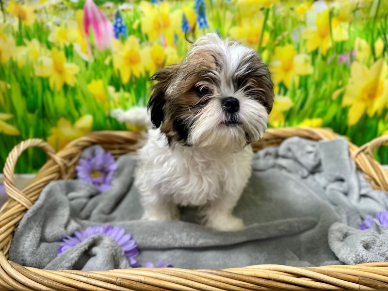 Shih Tzu - 7504 Image #1