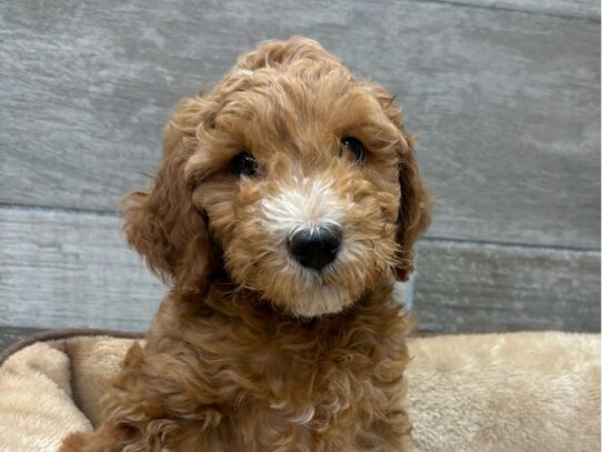 [#10471] Red Male Miniature Goldendoodle Puppies for Sale