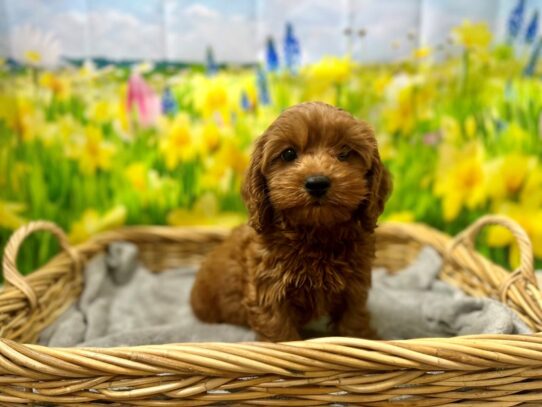 [#7539] rd Male Cockapoo Puppies for Sale