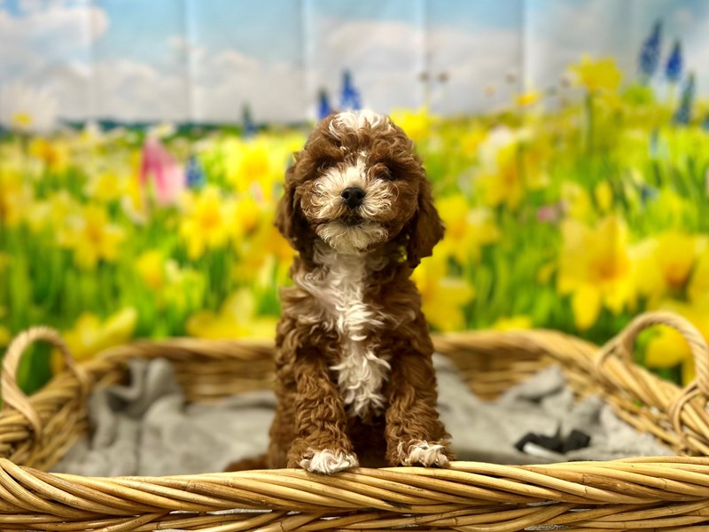 Miniature Goldendoodle - 7542 Image #1