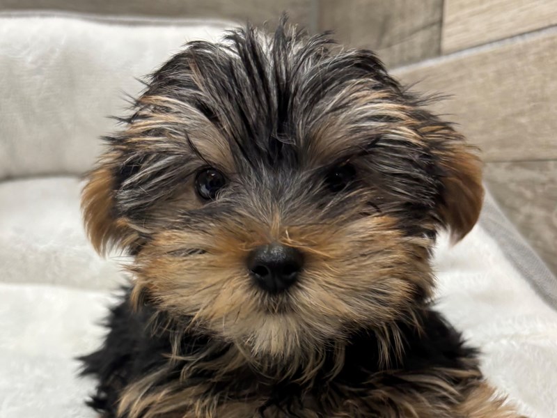 Yorkshire Terrier - 10475 Image #1