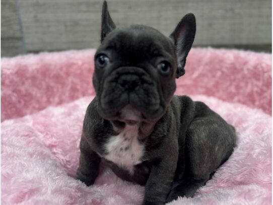 [#10472] Blue Female French Bulldog Puppies for Sale