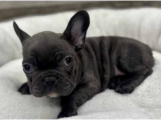 [#10473] Blue Male French Bulldog Puppies for Sale