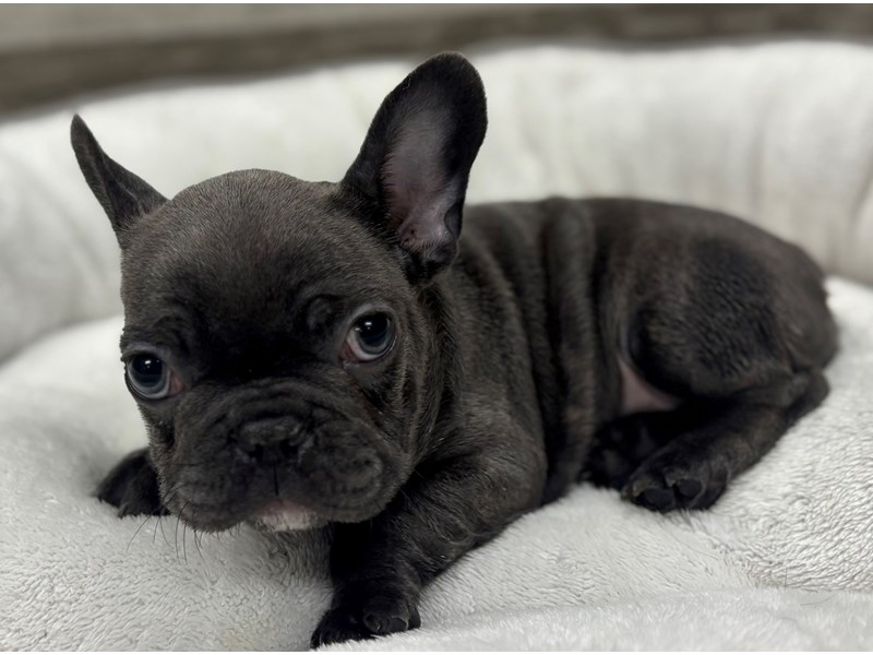 French Bulldog - 10473 Image #1