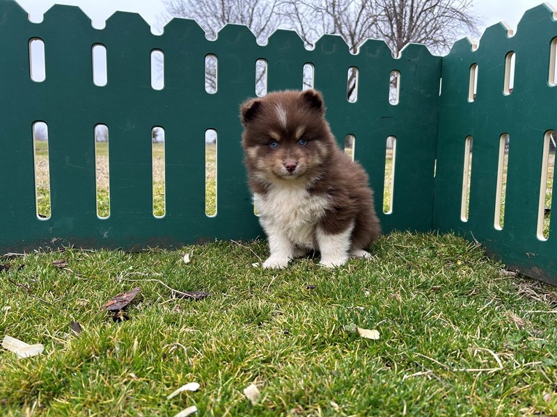 Pomsky - 10483 Image #1