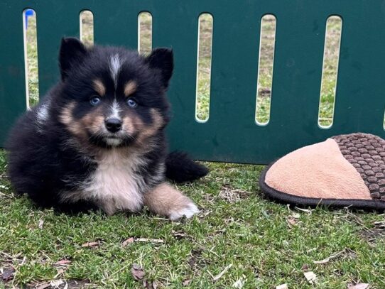 [#7555] Black & Tan Female Pomsky Puppies for Sale