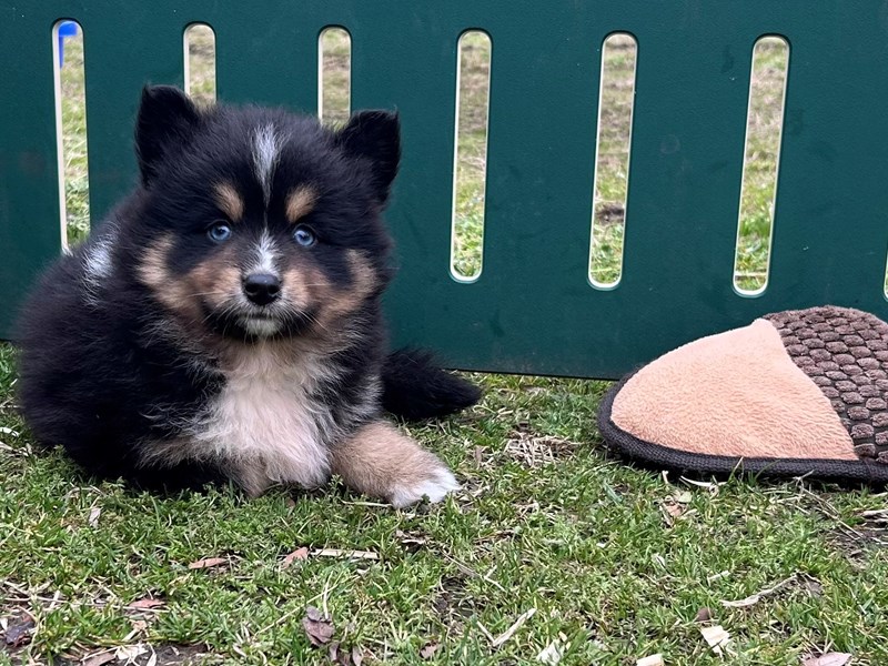 Pomsky - 7555 Image #1