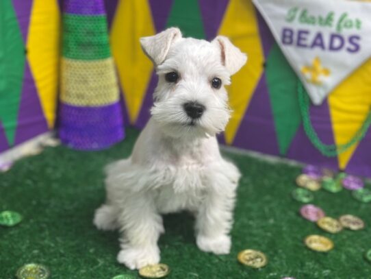 [#7554] White Male Miniature Schnauzer Puppies for Sale