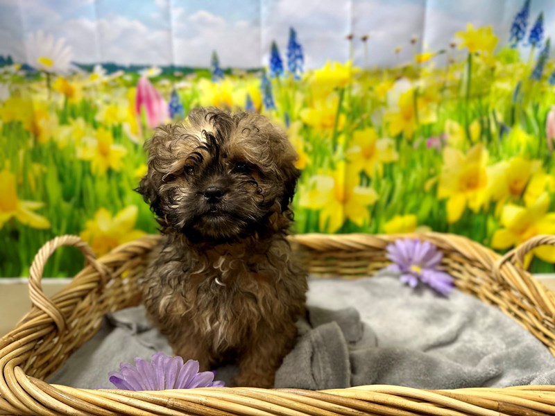 Shihpoo - 7551 Image #1
