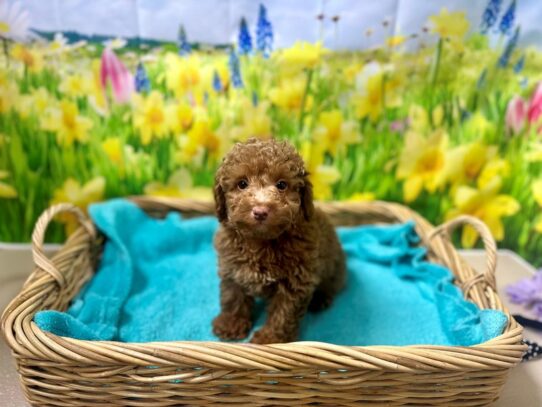 [#7546] rd Male Miniature Poodle Puppies for Sale