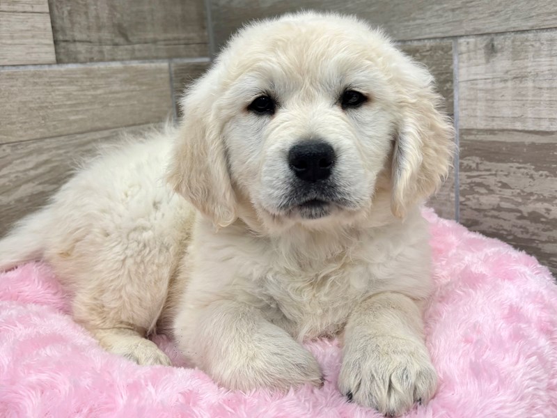 Golden Retriever - 10479 Image #1