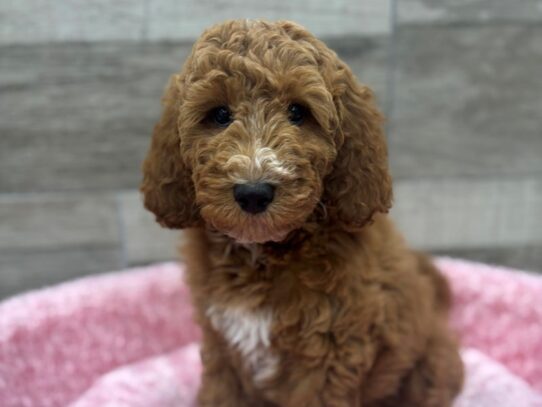 [#10485] Red Female Miniature Goldendoodle Puppies for Sale