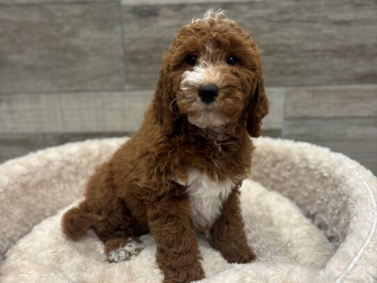 [#10486] Red & White Female Miniature Goldendoodle Puppies for Sale