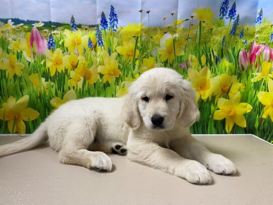 [#7552] English Cream Female Golden Retriever Puppies for Sale