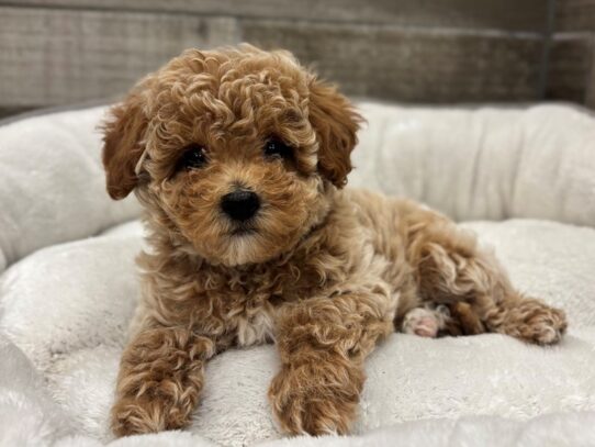 [#10488] Frosted Apricot Female Miniature Poodle Puppies for Sale