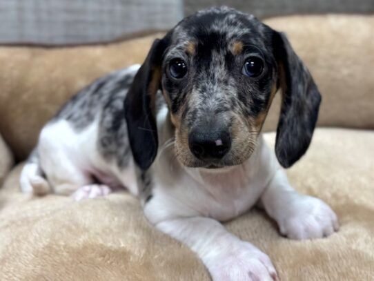 [#10490] Blue Dapple Male Dachshund Puppies for Sale