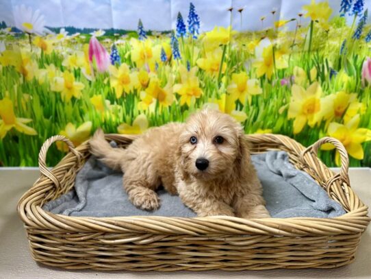[#7565] rd Male Miniature Goldendoodle Puppies for Sale