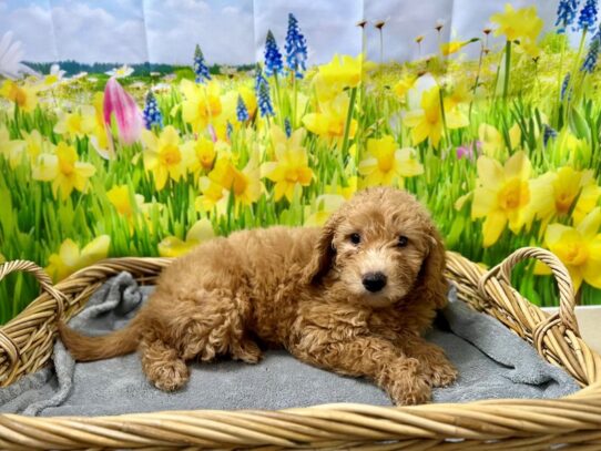 [#7566] rd Male Miniature Goldendoodle Puppies for Sale