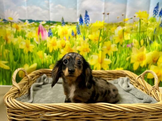 [#7559] blk & tn dpl Female Dachshund Puppies for Sale