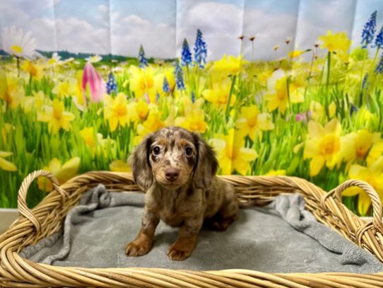 [#7560] chlt & tn dpl Female Dachshund Puppies for Sale