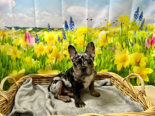 [#7530] bl mrl Female French Bulldog Puppies for Sale