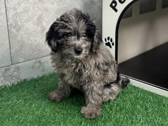 [#10430] Blue Merle Female Cavapoo Puppies for Sale
