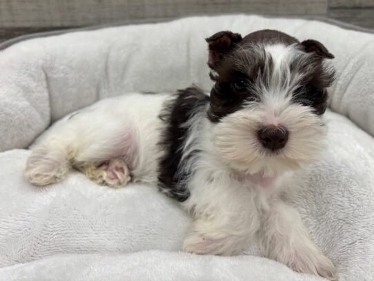[#10463] White & Chocolate Male Confetti Schnauzer Puppies for Sale