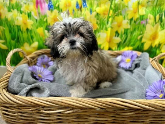 [#7503] br & wh Male Shih Tzu Puppies for Sale