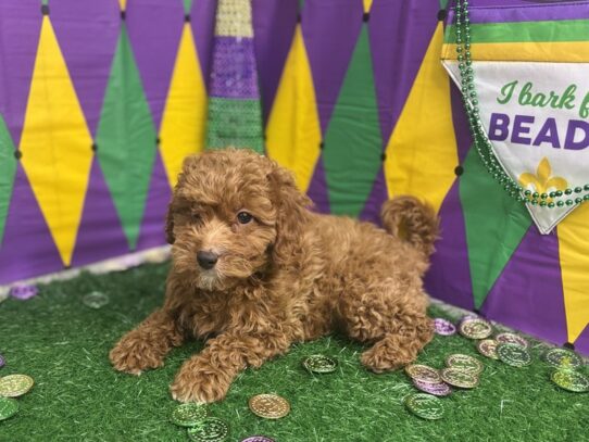 [#7553] Red Female Cavapoo Puppies for Sale