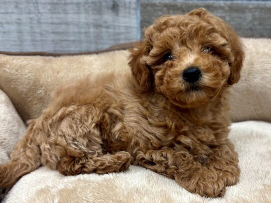 [#10487] Apricot Male Miniature Poodle Puppies for Sale
