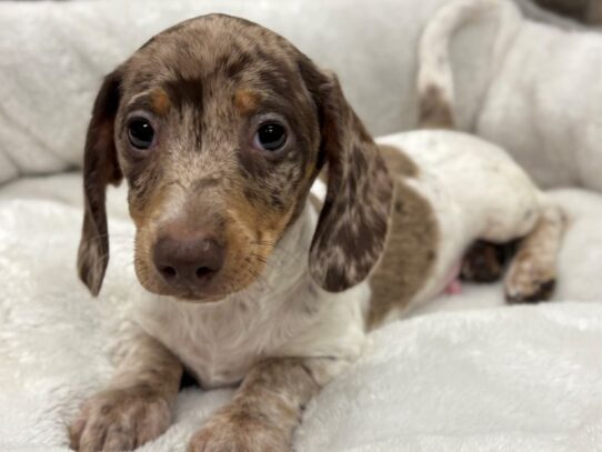 [#10489] Chocolate Dapple Male Dachshund Puppies for Sale