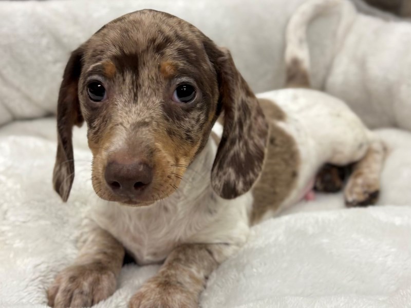 Dachshund - 10489 Image #1