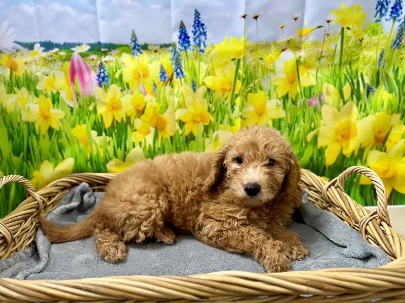 Miniature Goldendoodle - 7566 Image #1
