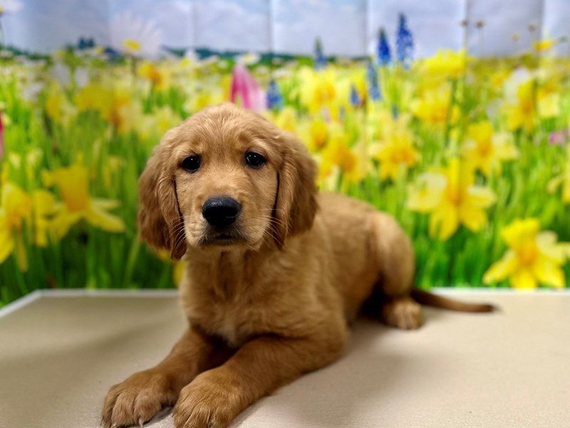 Golden Retriever - 7563 Image #1