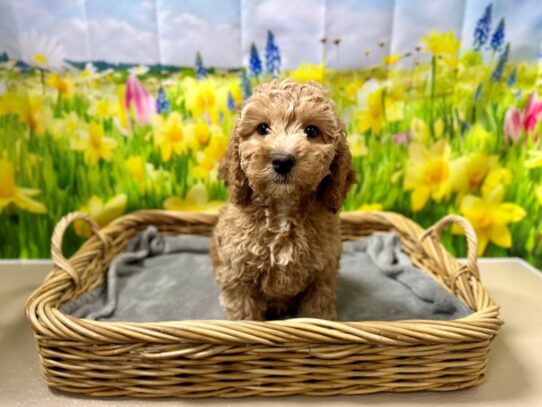 [#7562] rd Female Cockadoodle Puppies for Sale